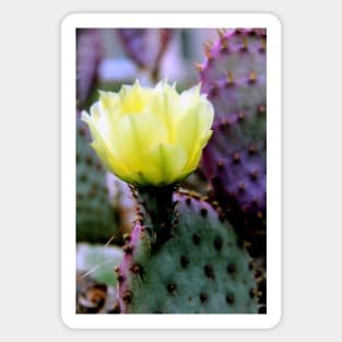 Purple Cactus Sticker